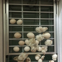 [Mã SKAM70K giảm 7% đơn 500k] Máy Ấp Trứng Tự Động Khay Nhôm đảo lăn 56 trứng - máy ấp trứng mini ánh dương p100