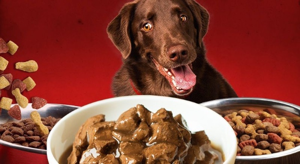 Tổng hợp 6 thương hiệu thức ăn cho chó tốt nhất hiện nay